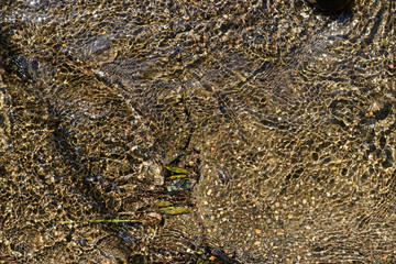 Natural texture, plant and flowers - Background 