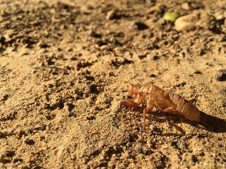 lizard on the sand