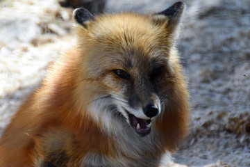 Red fox