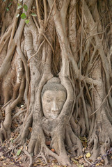 アユタヤの木の根の仏像の首：タイの旅先の風景
