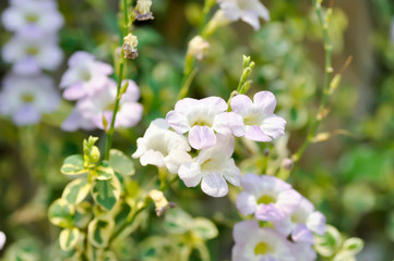 Ganges Primrose, Ganges River asystacia or Chinese violet