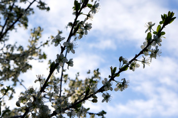 Flowering tree in spring at sunrise