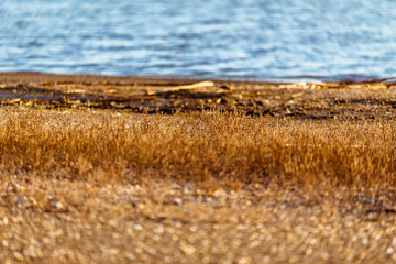 grass on the shore