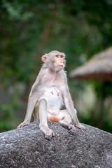 A monkey is sitting on the stone in the zoo