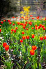 spring  tulip wood forest