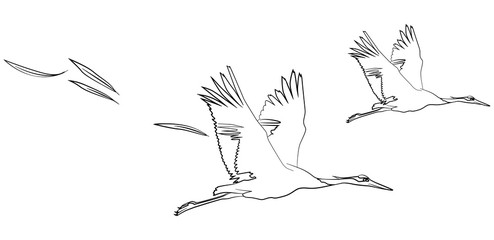 Two gray cranes in flight. Wide wings, soaring feathers. Vector illustration