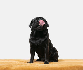 Pug-dog companion is posing. Cute playful black doggy or pet playing isolated on white studio background, sitting on pouf. Concept of motion, action, movement, pets love. Looks happy, delighted, funny