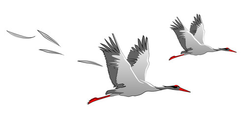 Fototapeta premium Two gray cranes in flight. Wide wings, soaring feathers. Vector illustration