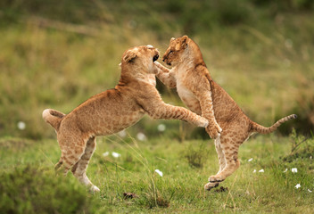 Lion cubs playing, Masai Mara © Dr Ajay Kumar Singh