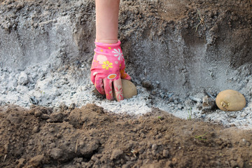 Fototapeta premium A female hand in a colorful glove lays potatoes in a ditch sprinkled with ash for fertilizer. The process of growing potatoes on a home garden
