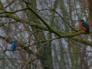The common kingfisher, Alcedo atthis, also known as the Eurasian kingfisher, and river kingfisher, is a small kingfisher with distribution across Eurasia and North Africa.
