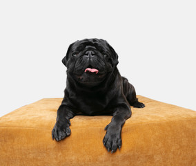 Pug-dog companion is posing. Cute playful black doggy or pet playing isolated on white studio background, sitting on pouf. Concept of motion, action, movement, pets love. Looks happy, delighted, funny