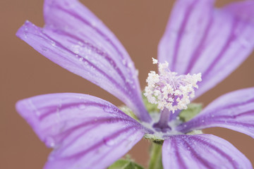 Malva sylvestris common mallow purple flower with red veins and stamens with white pollen on orange brown background