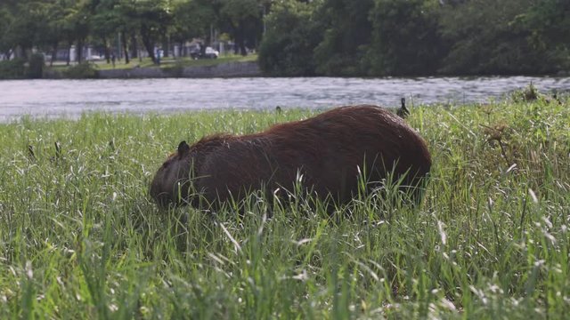Giant Capybara rodent grazing at the edge of the city lake in Rio de Janeiro with coots in the high green water vegetation and urban traffic passing by in the background 