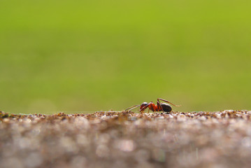 Makro mrówka - obrazy, fototapety, plakaty