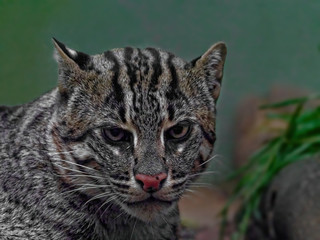 The fishing cat, Prionailurus viverrinus, is a medium-sized wild cat of South and Southeast Asia.