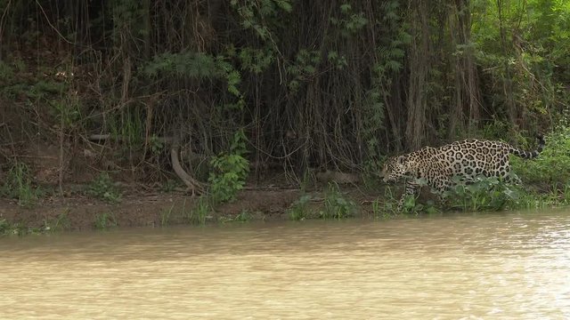 Jaguar (Panthera onca) swimming, hunting along riverbank, in the Pantanal wetlands, Brazil
