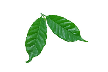 Set and collection of coffee leaves isolated on white background. green, Coffee leaf  ​isolated on white​ background.​ 