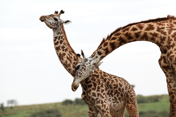 Giraffes courtship, Masai Mara