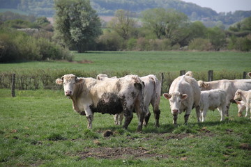 Blonde d'aquitaine domestic beef cattle herd