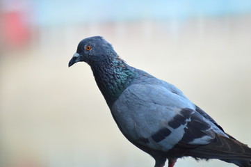 pigeon in the park