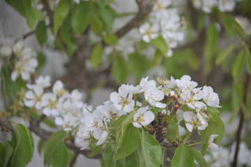 Pear blossom on a garden wall