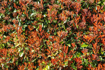 Natural texture, plant and flowers - Background 