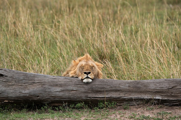 Lion resting on a tree trunk, Masai Mara