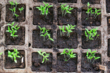 A lot of carton containers with tomatoes seedling is growing indoors. Top view.  