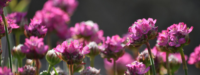 Fototapeta premium Backlit thrift flowers in a rockery garden