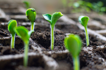Fresh seedlings of marrow (zucchini ) 