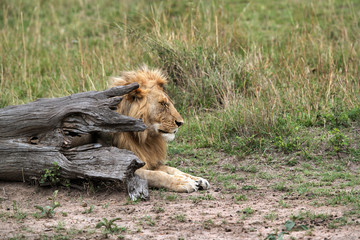Lion resting near a fallen tree trunk, Masai Mara