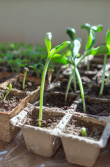 Fresh seedlings of marrow (zucchini ) 