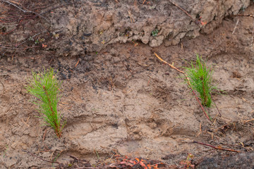 Seedlings of trees. planted by man. Two pine seedlings grow in the forest. Forest planting concept.