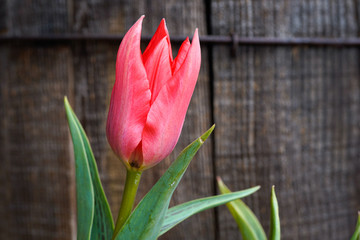 Unique, beautiful Toronto Tulip. Wood, vintage barrel in the background. Portrait Orientation.