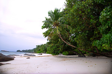 beautiful landscape of a green island with coconut tree on the white beach