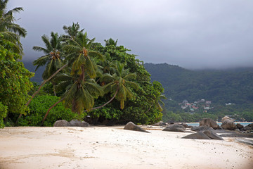 Tropical island with a beautiful view of the ocean adn cocnot trees