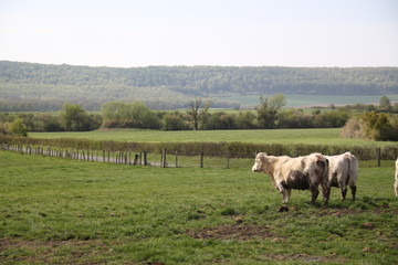Obraz premium Blonde d'aquitaine domestic beef cattle herd