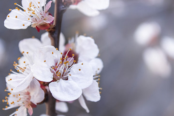 A branch of blooming apricots on a blurred background.