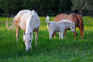Horses on meadow.