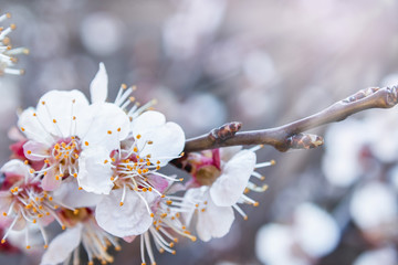 A branch of blooming apricots on a blurred background.