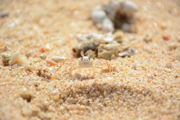Hikkaduwa, Sri Lanka - March 11, 2019: Little crab on the sand
