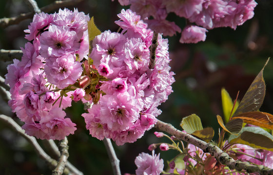 Deep pink cherry blossom on a tree in sunlight.