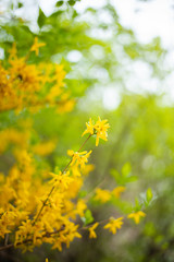 Obraz premium Spring park