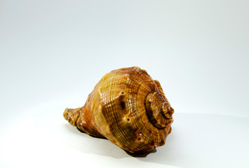 Large seashell on a white background photo