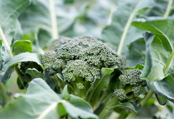 Inflorescence of cabbage broccoli in leaves in the vegetable garden, close-up.
