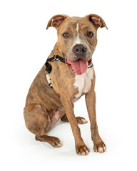 Panting pet dog Pit Bull calmly listening isolated