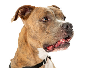 Pit Bull calmly listening right facing mouth open isolated