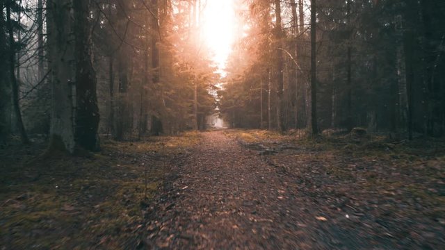 Magic forest path. Concept of nature, ecology, hiking, adventure, wilderness