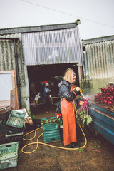 Female Farmer washing her beetroot crop